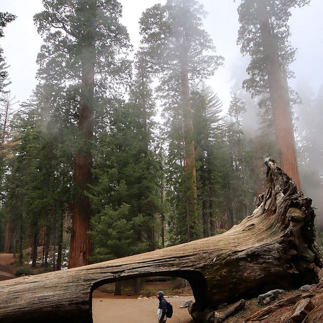 Les fameux gÃ©ants avaient la tÃªte dans le brouillard !

Les sÃ©quoias sont des arbres gigantesques, les plus grands du monde en volume. Le plus connu, le GÃ©nÃ©ral Sherman, a plus de 1700 ans, câest vraiment fou ! Avec ce brouillard, on sâest bien caillÃ© les ð Ã  SÃ©quoia mais on a quand mÃªme fait de petites balades pour observer ces arbres emblÃ©matiques. 

On a aussi appris quelques infos intÃ©ressantes au Visitor Center, notamment sur lâimportance des incendies pour la reproduction de cette espÃ¨ce ð¥ Câest pourquoi, depuis quelques annÃ©es, des feux contrÃ´lÃ©s sont organisÃ©s dans le parc.

#sequoia #sequoianationalpark #lesfranÃ§aisvoyagent #roadtripusa #explorecali #naturelovers #sequoiatree #tunnellog