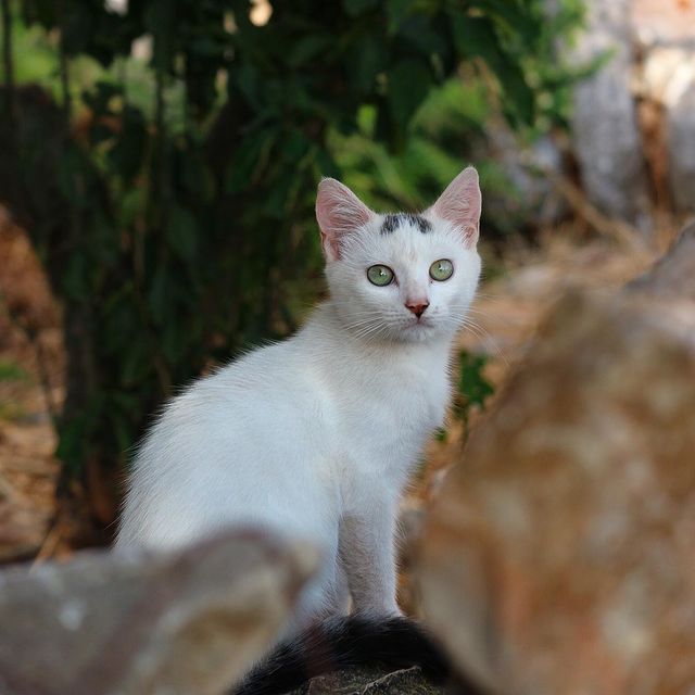 EN ADORATION DEVANT LES CHATS GRECS 🐱 

Devant tous les chats d’ailleurs… grecs, albanais, italiens ! Partout où ils se baladent librement, je distribue des gratouilles à tout va. Ils me rendent complètement gaga, j’avoue 🙄

Celui-ci m’attendait avec son petit air innocent sur un muret dans les ruelles d’Areopoli dans le Magne.

Allez, miaou les copains 👋 

#catofinstagram #greekcat #greekcatsofinstagram #chatblanc #voyagevoyage #lesfrançaisvoyagent #roadtripenvan #areopoli #catlover #catstagram #catsofgreece #instakitty