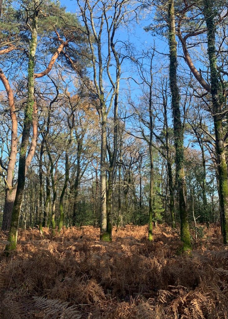 La belle forêt de Touffou, idéale pour se balader autour de Nantes en automne